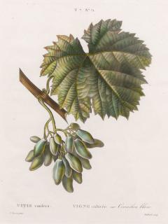 19th c French Framed Copper Plate Botanical Engraving on Laid Paper - 4237084