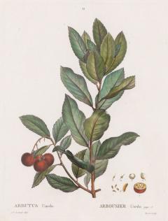 19th c French Framed Copper Plate Botanical Engraving on Laid Paper - 4237085