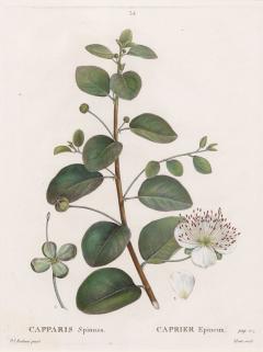 19th c French Framed Copper Plate Botanical Engraving on Laid Paper - 4247235