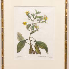 19th c French Framed Copper Plate Botanical Engraving on Laid Paper - 4243833