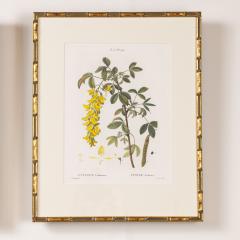 19th c French Framed Copper Plate Botanical Engraving on Laid Paper - 4243836