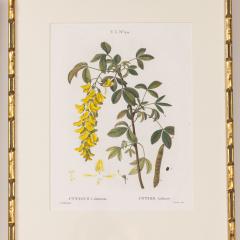 19th c French Framed Copper Plate Botanical Engraving on Laid Paper - 4243837