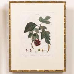 19th c French Framed Copper Plate Botanical Engraving on Laid Paper - 4243840