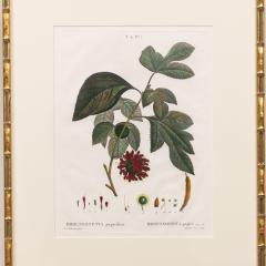 19th c French Framed Copper Plate Botanical Engraving on Laid Paper - 4243841