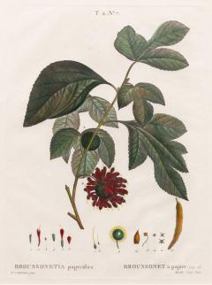 19th c French Framed Copper Plate Botanical Engraving on Laid Paper - 4247238