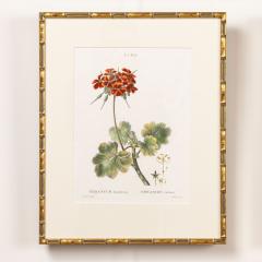 19th c French Framed Copper Plate Botanical Engraving on Laid Paper - 4245385
