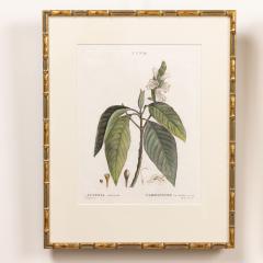19th c French Framed Copper Plate Botanical Engraving on Laid Paper - 4245652