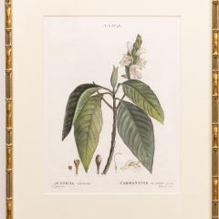 19th c French Framed Copper Plate Botanical Engraving on Laid Paper - 4245653