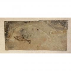 50 Million Year Old Eocene Era Fossil Fish Art in Stone - 2951405
