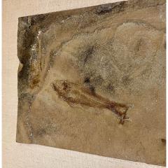 50 Million Year Old Eocene Era Fossil Fish Art in Stone - 2951406
