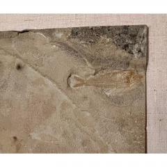 50 Million Year Old Eocene Era Fossil Fish Art in Stone - 2951407