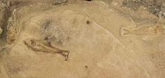 50 Million Year Old Eocene Era Fossil Fish Art in Stone - 2951989