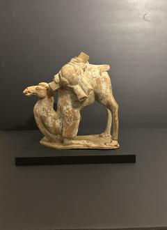 A Chinese Kneeling Camel Tang Dynasty 618 908 AD or earlier TL tested  - 4472093