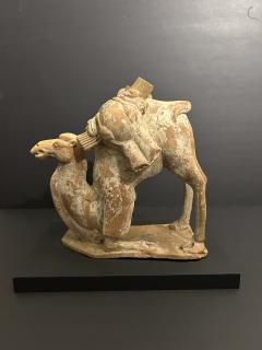 A Chinese Kneeling Camel Tang Dynasty 618 908 AD or earlier TL tested  - 4472094