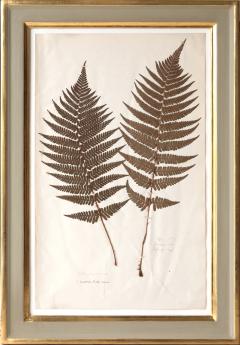 A SET OF SIX 19TH CENTURY PRESSED FERNS - 697226
