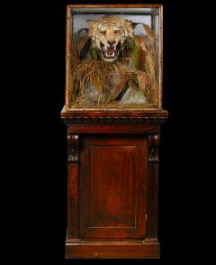 A pair of 19th C cased Indian Tiger Trophies Rowland Ward Bamboo style - 4703899