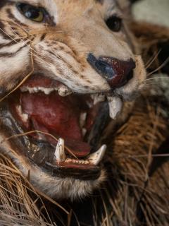 A pair of 19th C cased Indian Tiger Trophies Rowland Ward Bamboo style - 4703901