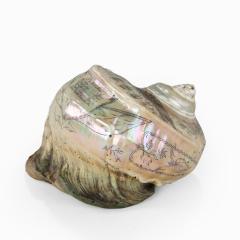 A scrimshaw turban shell carved with the Leviathan - 2509963