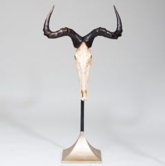 ANTELOPE HUNTING TROPHY MOUNTED ON A ZINC STAND  - 2706739