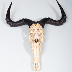 ANTELOPE HUNTING TROPHY MOUNTED ON A ZINC STAND  - 2706743