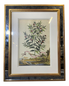 Abraham Munting Antique Abraham Munting 1696 Hand Colored Botanical Print in Trobridge Frame - 2163974