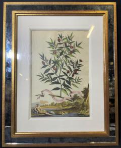 Abraham Munting Antique Abraham Munting 1696 Hand Colored Botanical Print in Trobridge Frame - 2164007