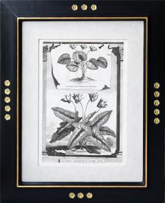 Abraham Munting SET OF 6 BLACK AND WHITE BOTANICAL PRINTS BY ABRAHAM MUNTING 1626 1683  - 1271964