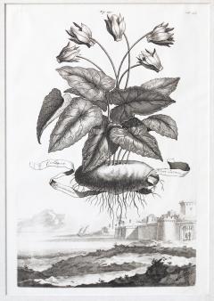 Abraham Munting SET OF 6 BLACK AND WHITE BOTANICAL PRINTS BY ABRAHAM MUNTING 1626 1683  - 1271967