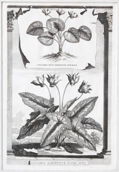 Abraham Munting SET OF 6 BLACK AND WHITE BOTANICAL PRINTS BY ABRAHAM MUNTING 1626 1683  - 1271970