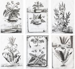 Abraham Munting SET OF 6 BLACK AND WHITE BOTANICAL PRINTS BY ABRAHAM MUNTING 1626 1683  - 1273288