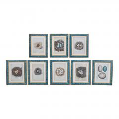 Adam Ludwig Wirsing Set of 8 Antique 18th 19th C Oological Engraving Prints of Eggs Nests - 4642886
