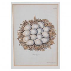 Adam Ludwig Wirsing Set of 8 Antique 18th 19th C Oological Engraving Prints of Eggs Nests - 4642930