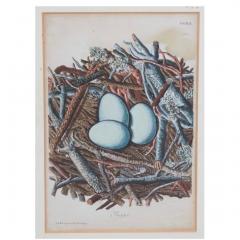 Adam Ludwig Wirsing Set of 8 Antique 18th 19th C Oological Engraving Prints of Eggs Nests - 4642932