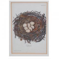 Adam Ludwig Wirsing Set of 8 Antique 18th 19th C Oological Engraving Prints of Eggs Nests - 4642934