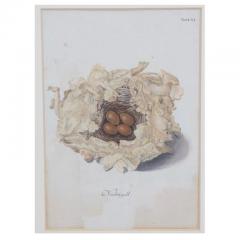 Adam Ludwig Wirsing Set of 8 Antique 18th 19th C Oological Engraving Prints of Eggs Nests - 4642936