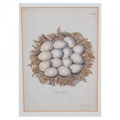 Adam Ludwig Wirsing Set of 8 Antique 18th 19th C Oological Engraving Prints of Eggs Nests - 4642938