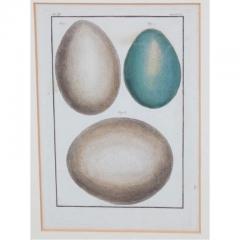 Adam Ludwig Wirsing Set of 8 Antique 18th 19th C Oological Engraving Prints of Eggs Nests - 4642941