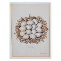 Adam Ludwig Wirsing Set of 8 Antique 18th 19th C Oological Engraving Prints of Eggs Nests - 4642942