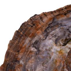 Ado Chale Ado Chale Rare and Iconic Fossilized Wood Top Table 1960s - 4212601