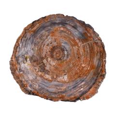 Ado Chale Ado Chale Rare and Iconic Fossilized Wood Top Table 1960s - 4212606