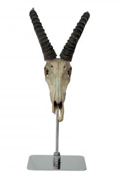 African Gazelle Skull on Custom Mount - 201183