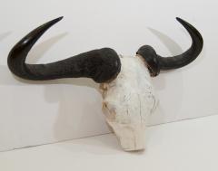 African Gnu Skull - 157538