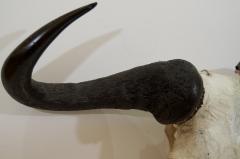 African Gnu Skull - 157539