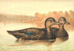 Alexander Pope Jr 1849 1924 Pair of Ducks  - 2234601