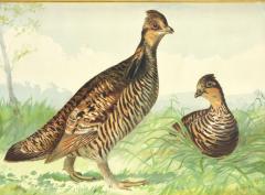 Alexander Pope Jr Game Birds  - 2303631