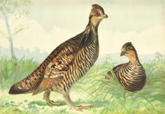 Alexander Pope Jr Game Birds  - 2303715