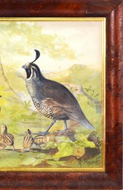 Alexander Pope Jr Quail and young  - 2303710