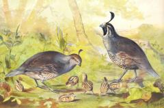 Alexander Pope Jr Quail and young  - 2303712