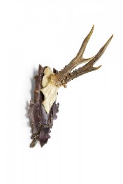American Country Style Taxidermy Antler Plaque - 4675732