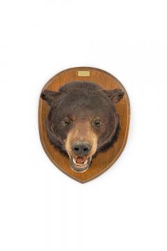 American Country Taxidermy Bear Bust Wall Plaque - 4408022